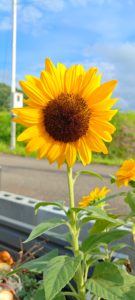 ～女川移住13 日目～