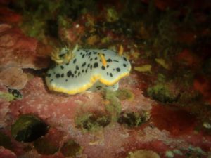 友達とダイビング🤿🐟