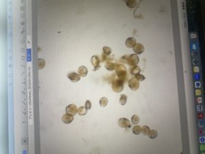 トリガイっっっっ