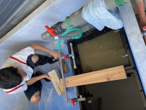 トリガイの中間育成