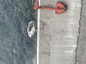 うみねこかかもめか