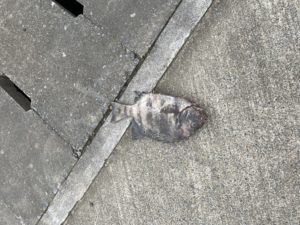 釣り人 and their fish