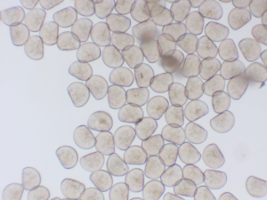 幼生がいっぱい