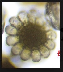 顕微鏡を覗くと