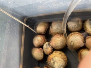 採卵しています