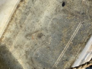 トリガイ中間飼育