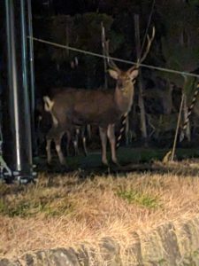 鹿が通っていきました