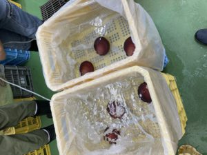 お久しぶりですツキヒガイ