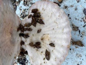 ツブ貝が全員集合