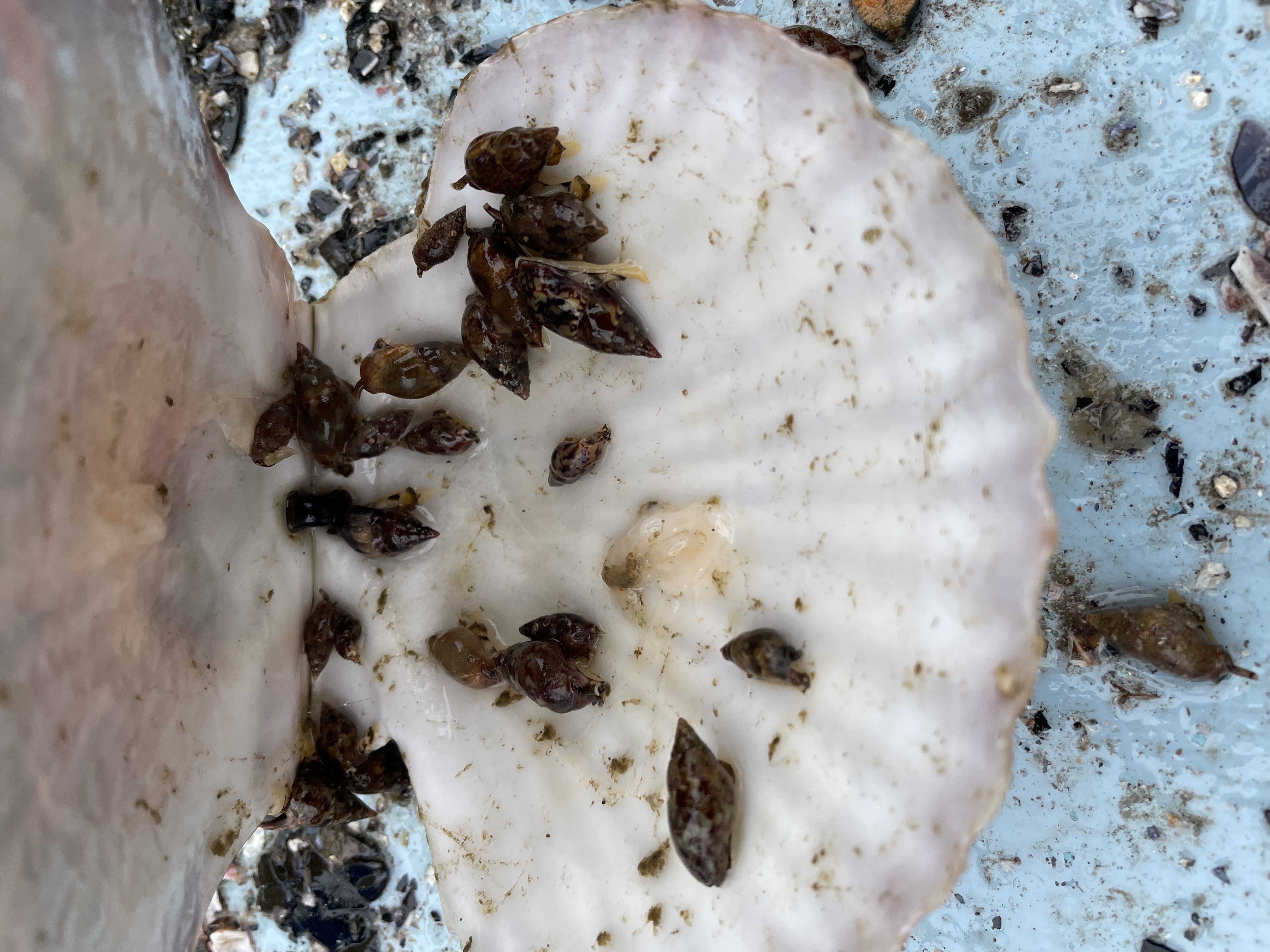 ツブ貝が全員集合