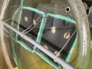 トリガイ母貝の蓄養