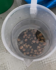 尾浦漁港での調査