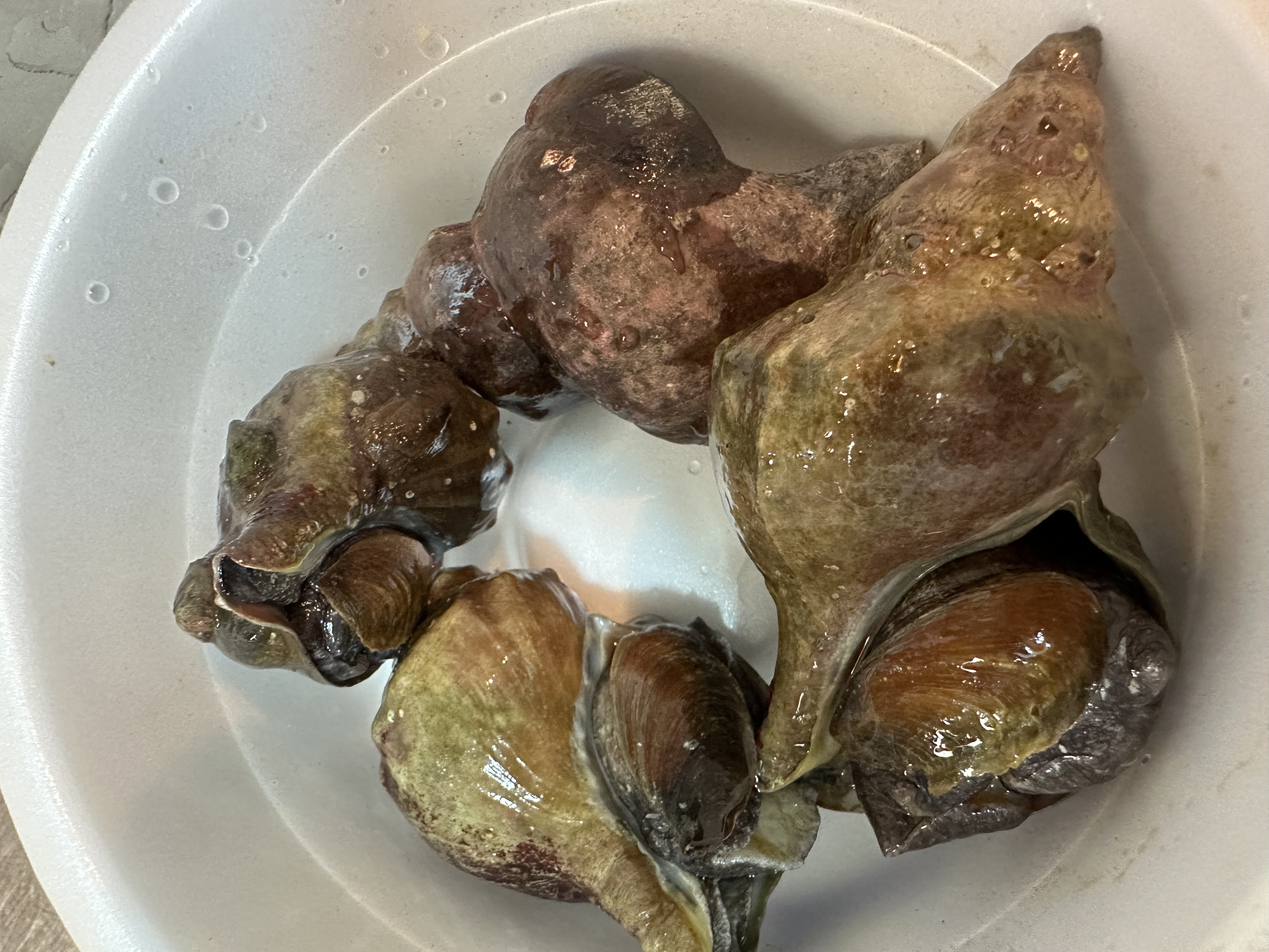 巻貝の簡単で美味しい食べ方