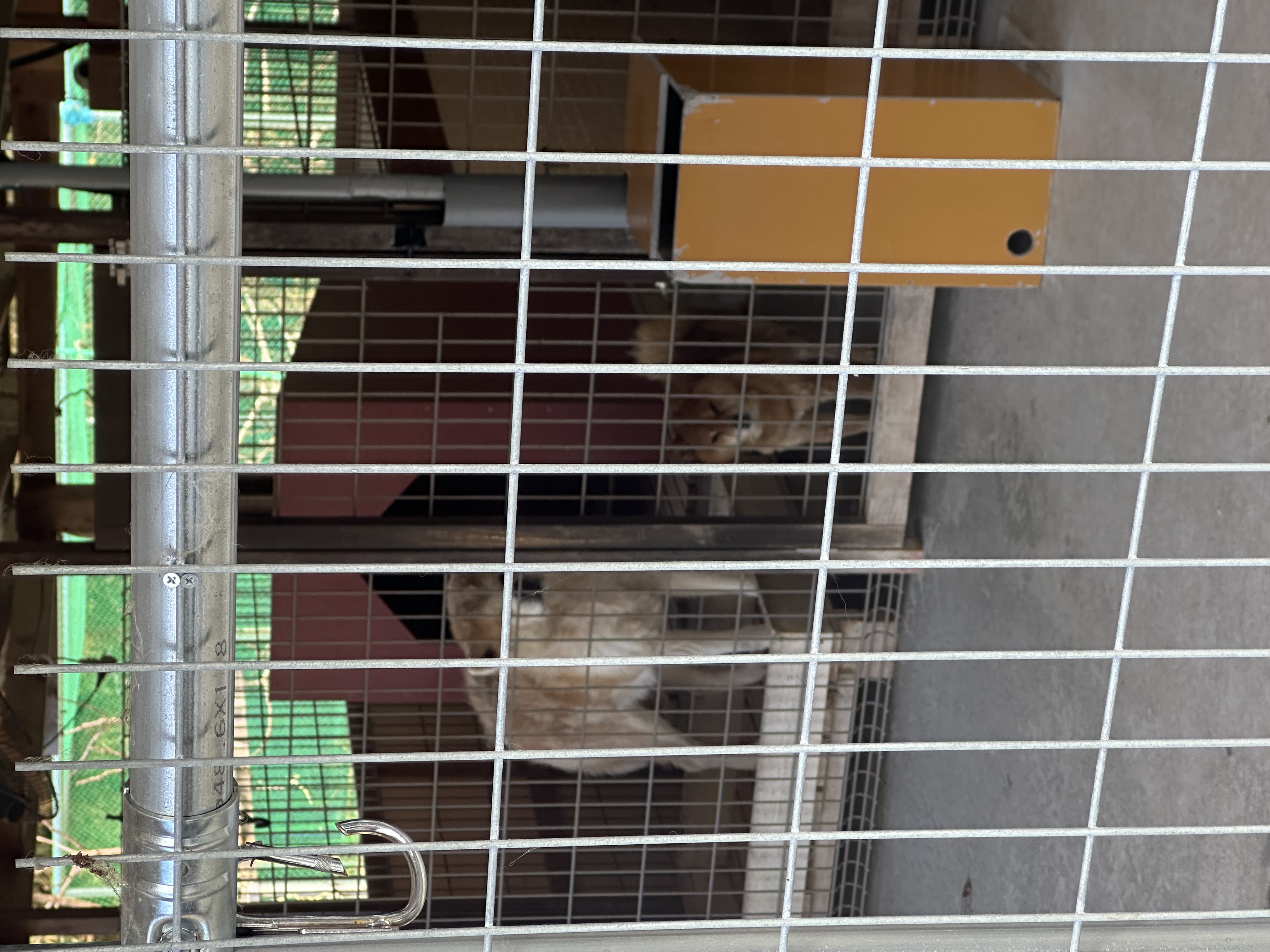 小さきものたちが可愛すぎる。