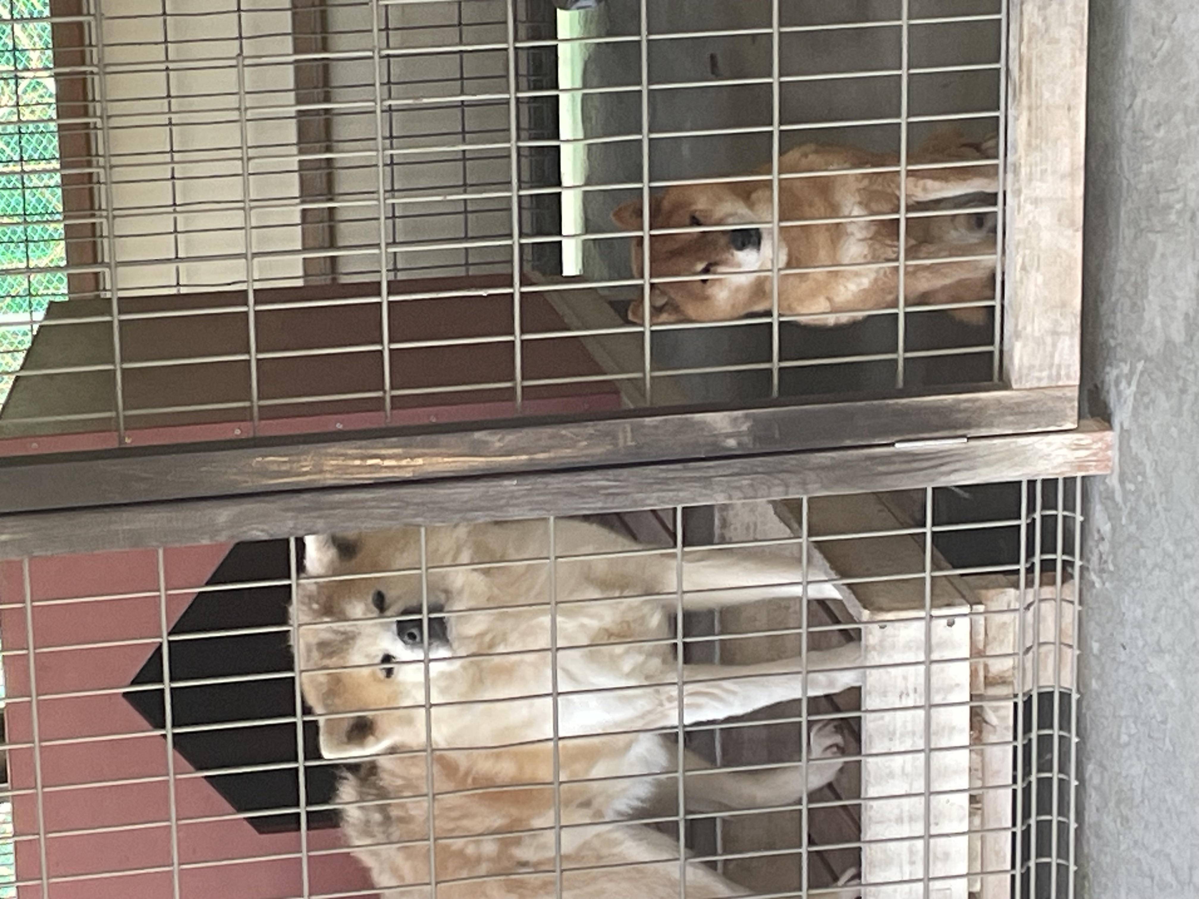 秋田犬って初めてみたかもしれない