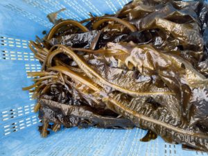 わかめパーティー