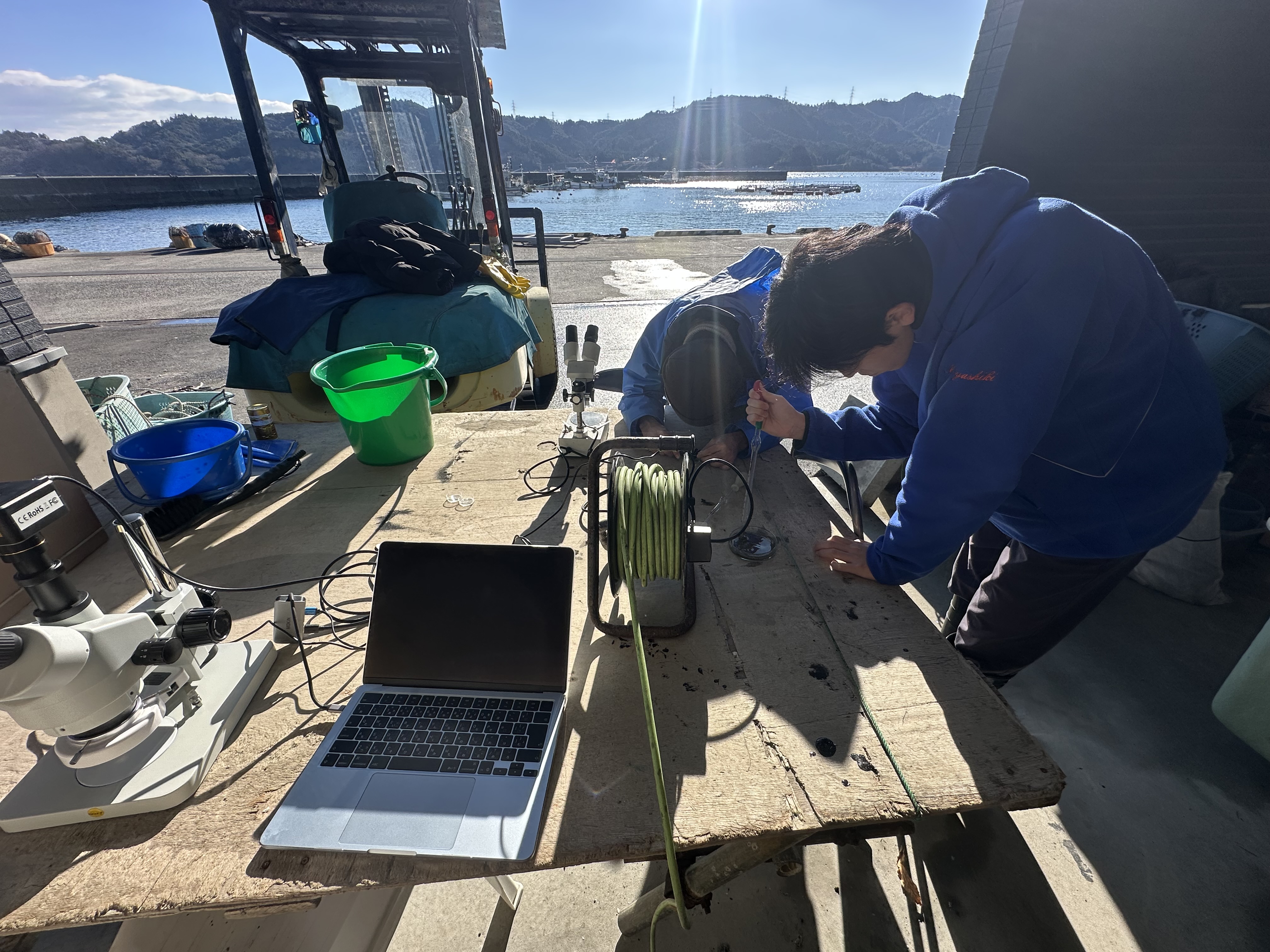 朝の贅沢　野外トリガイ観察