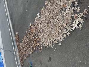 ヒトデありたい