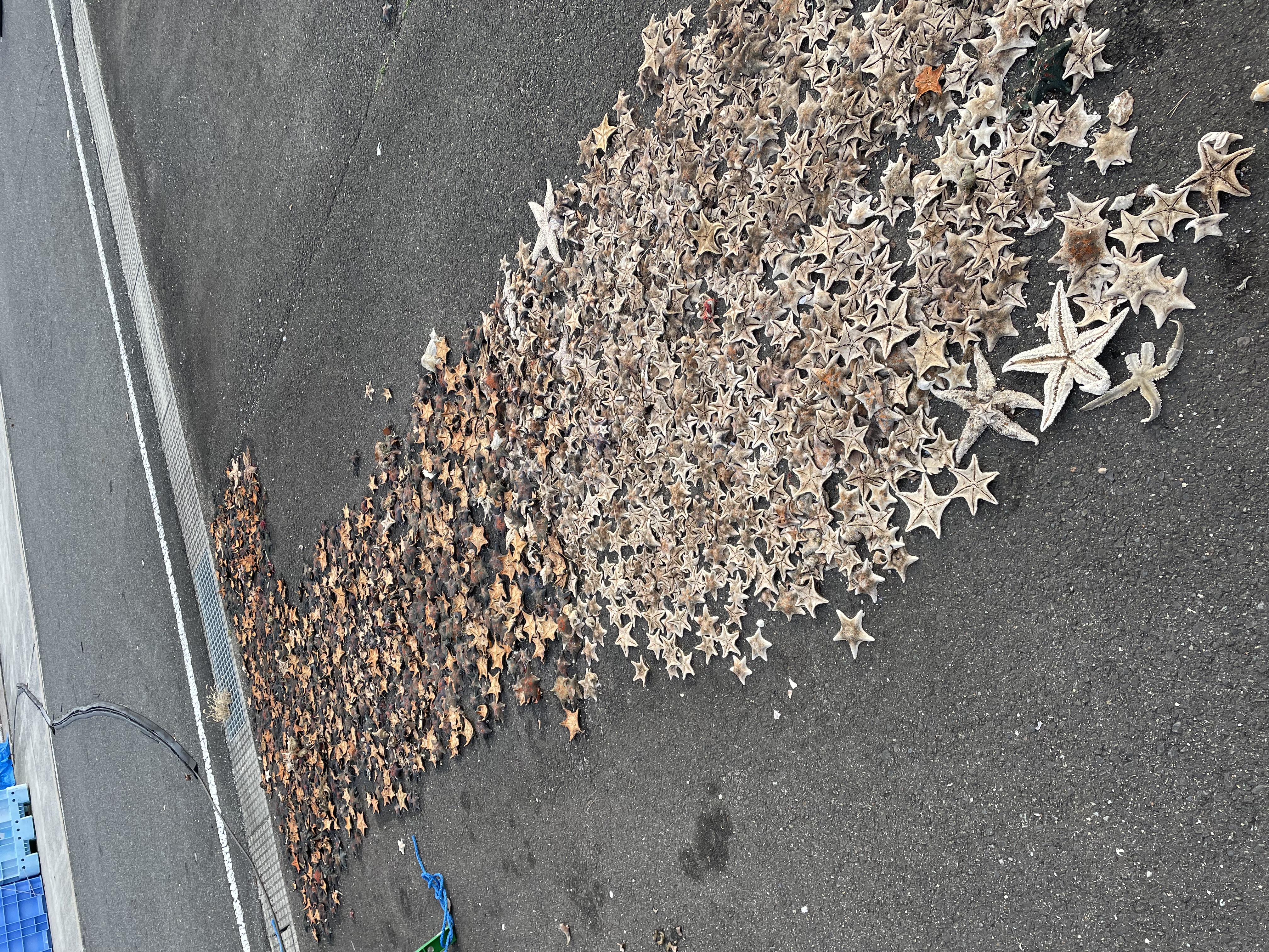 ヒトデありたい