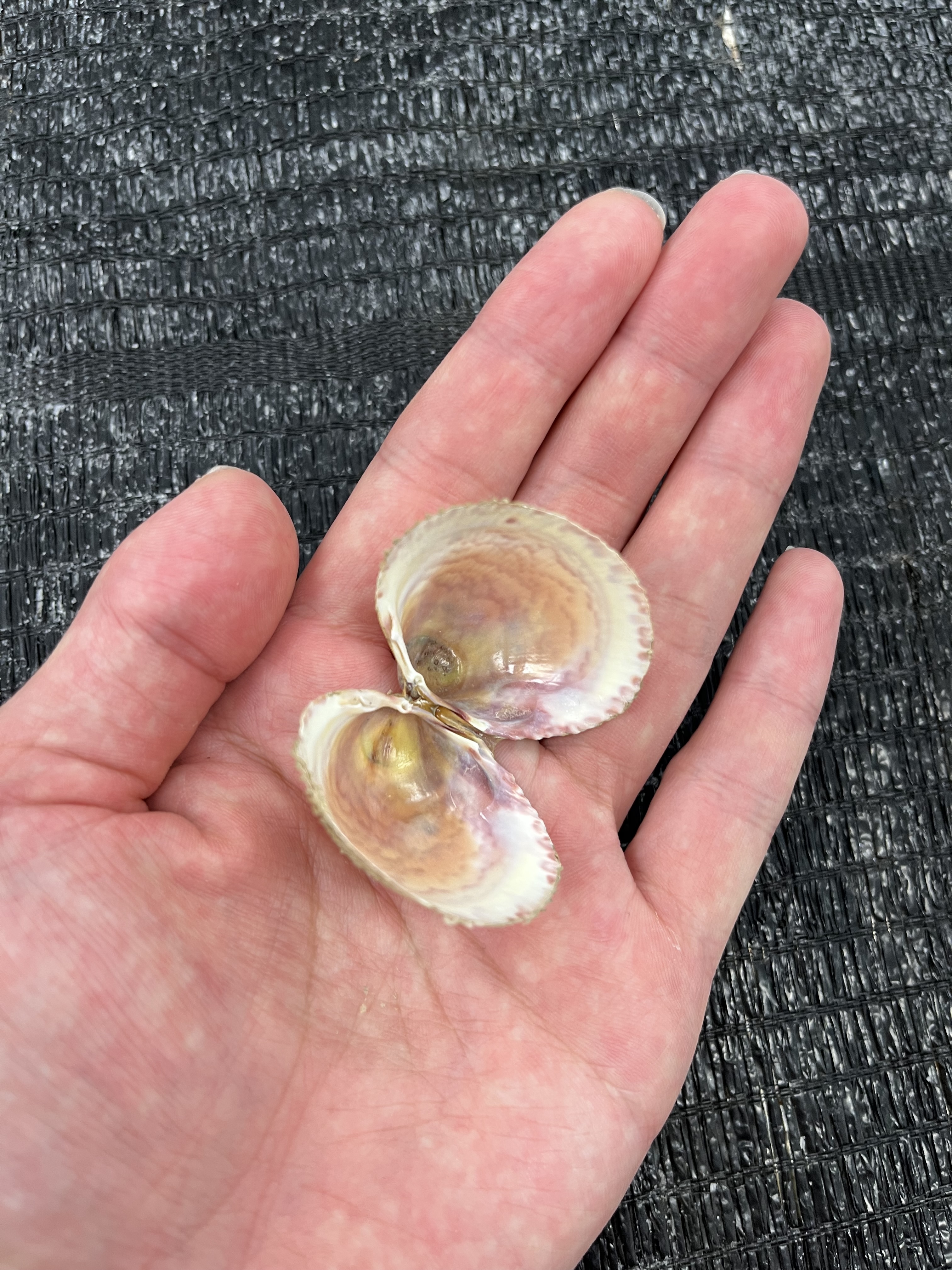 ご飯シリーズ？