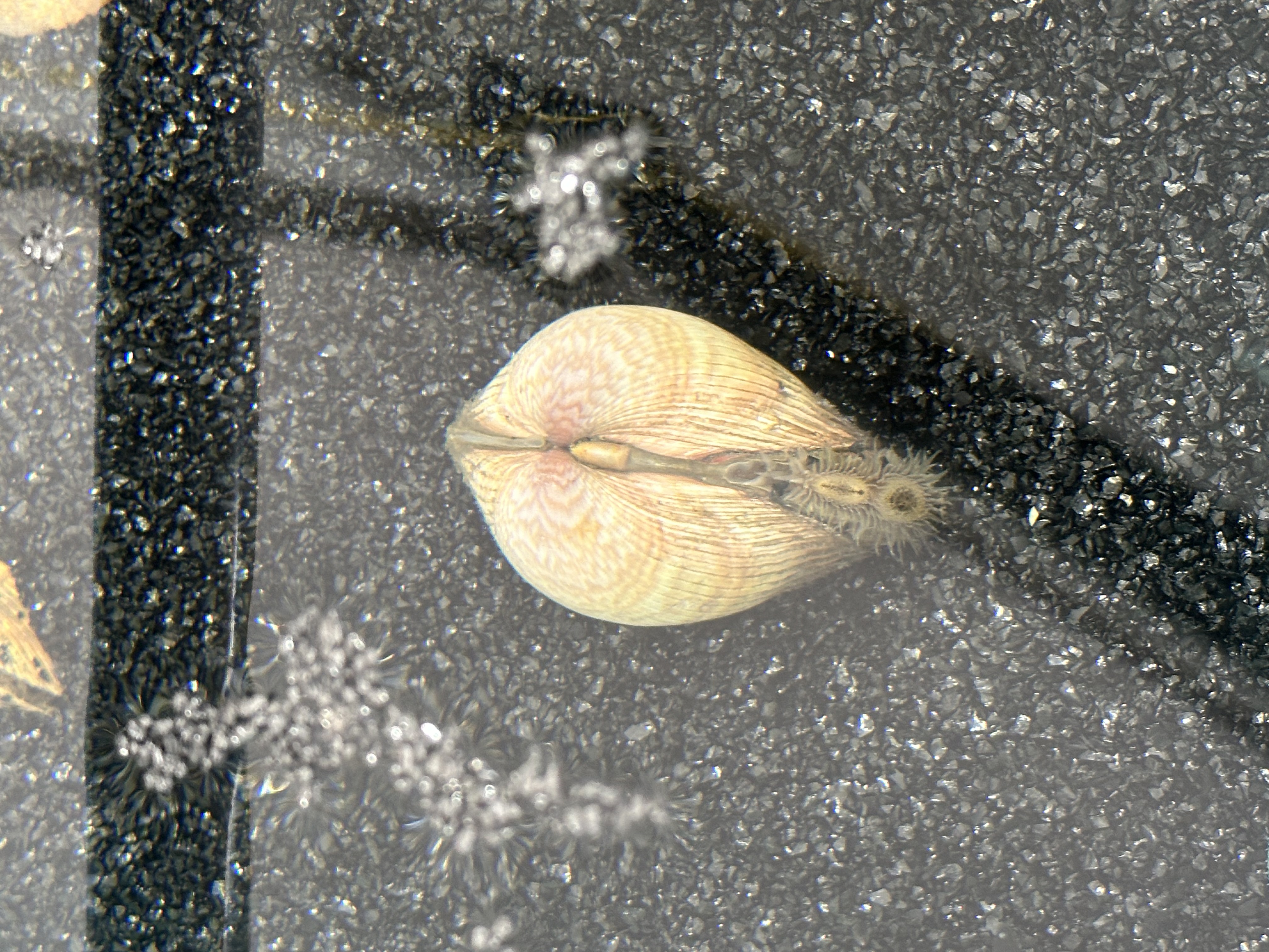 トリガイもお引越し