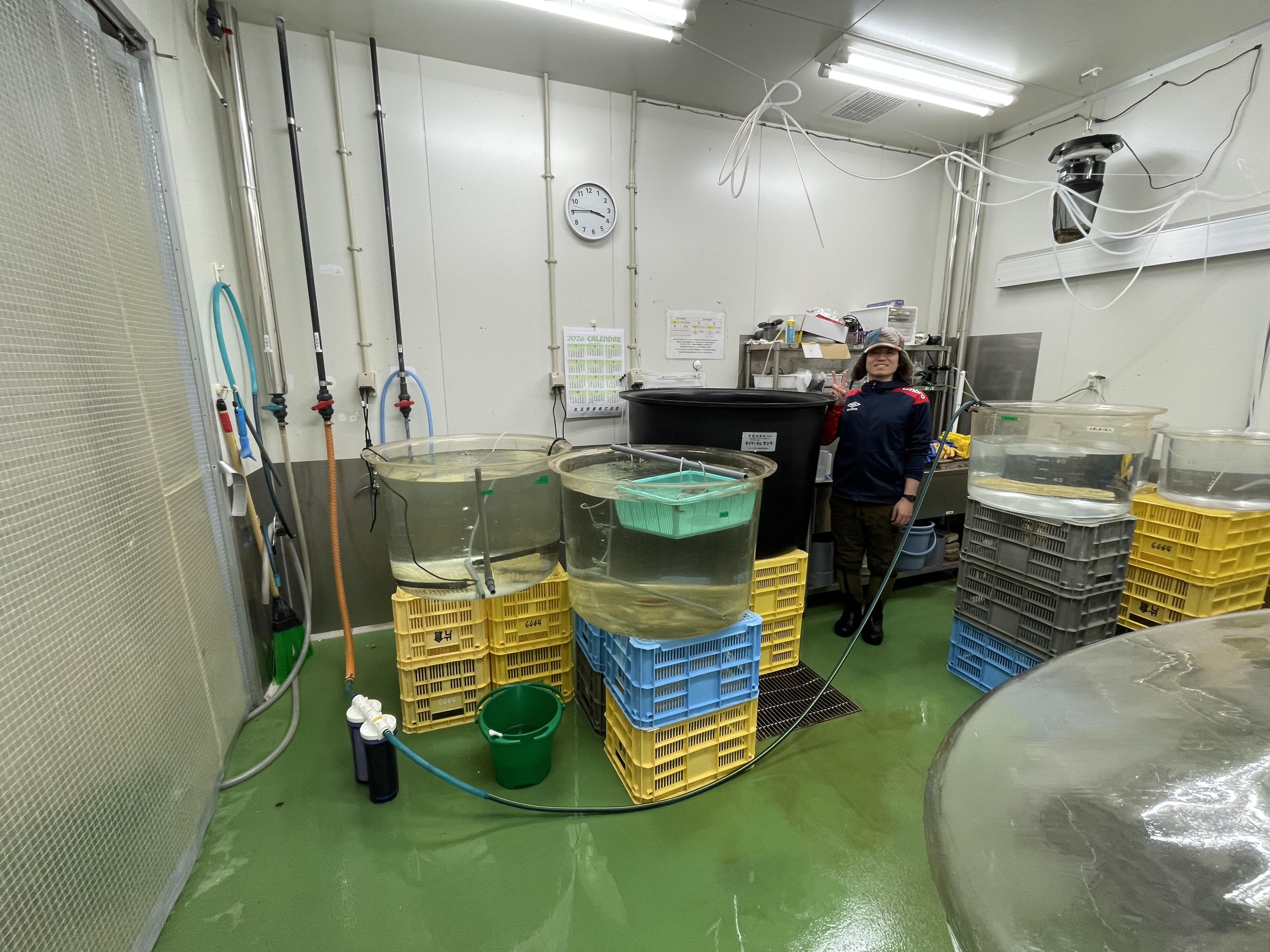 トリガイ大爆走中