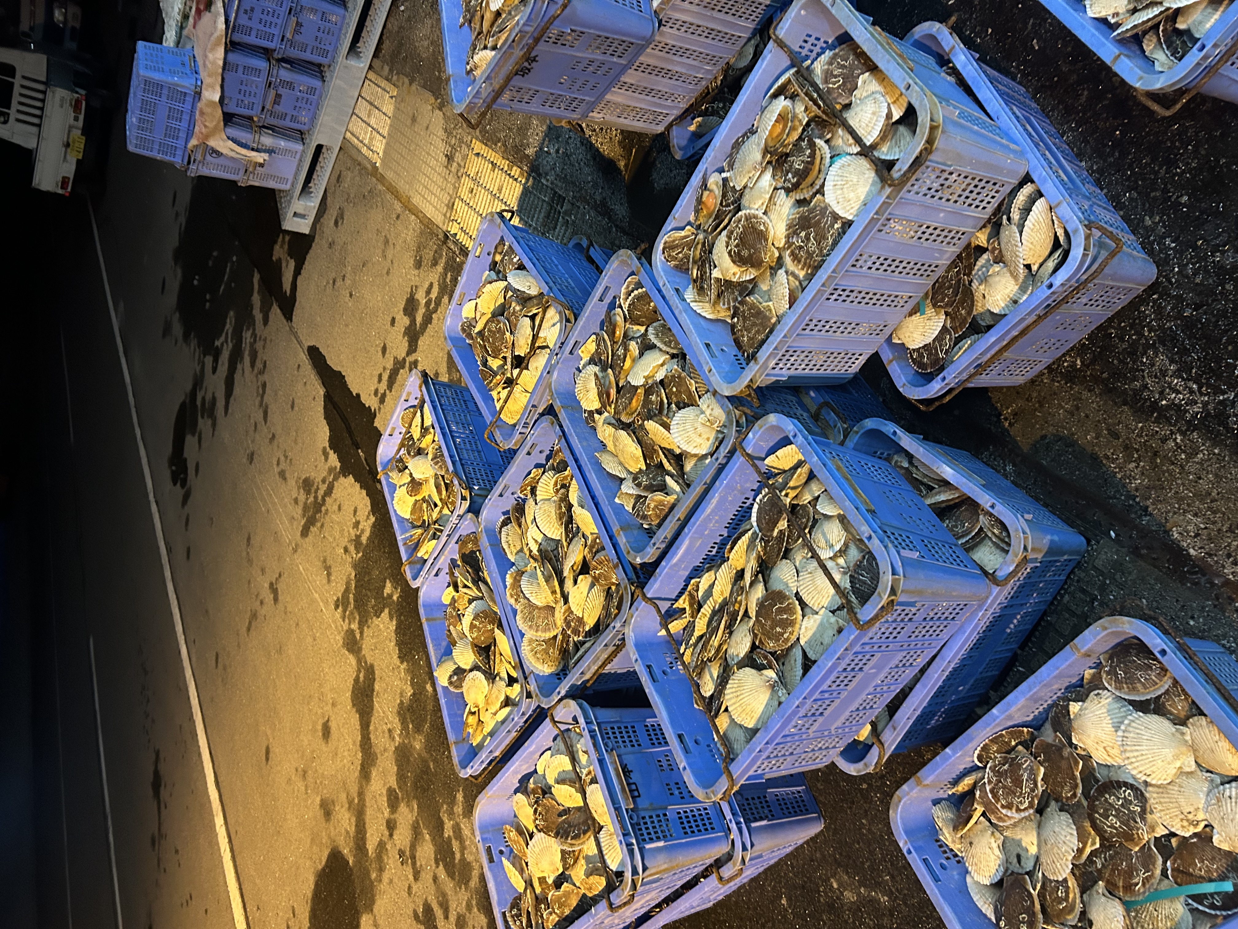 ホタテ１００００枚！？