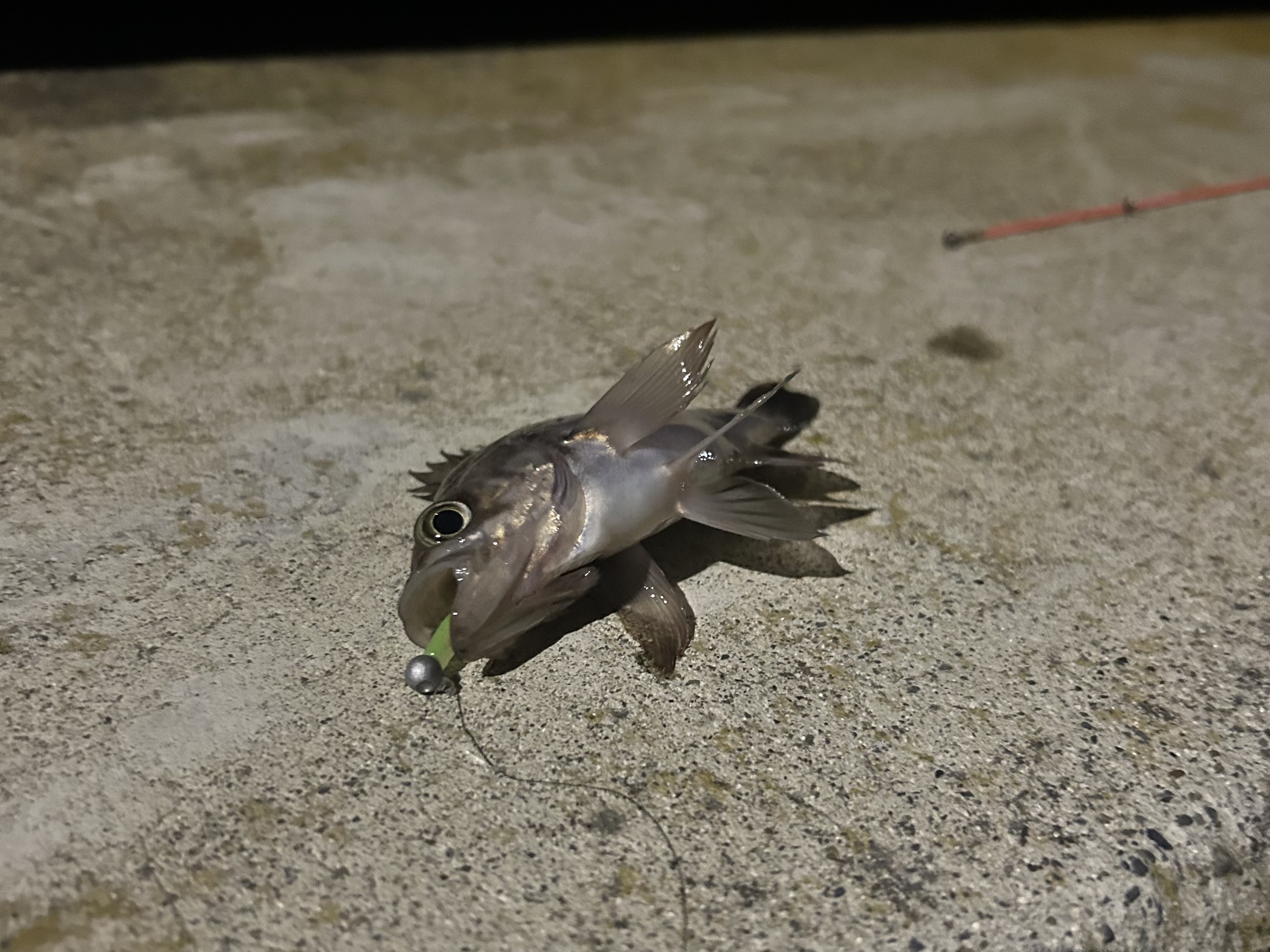 人生で初めての釣り by飯田結菜