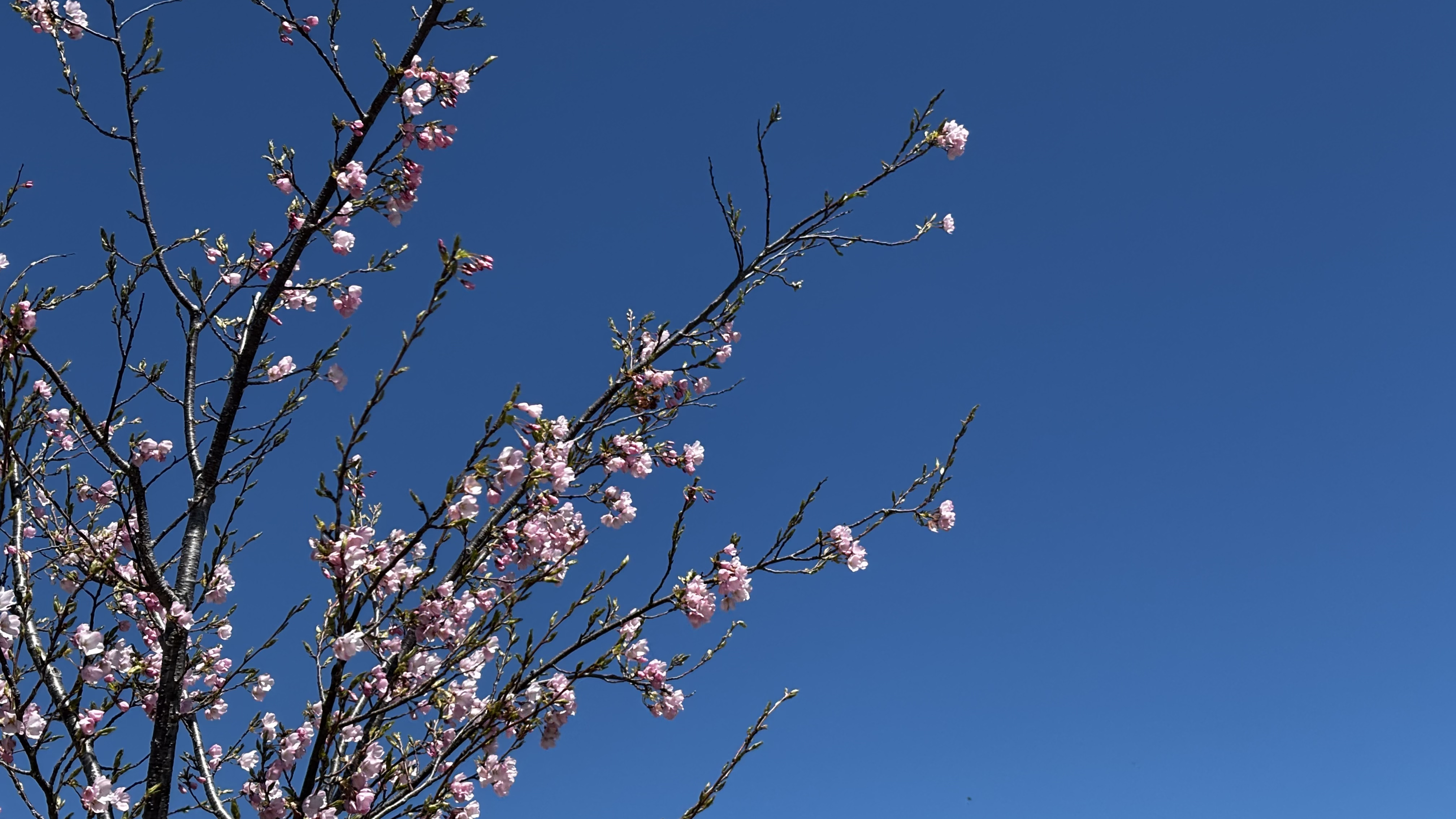 女川に帰ってきた！