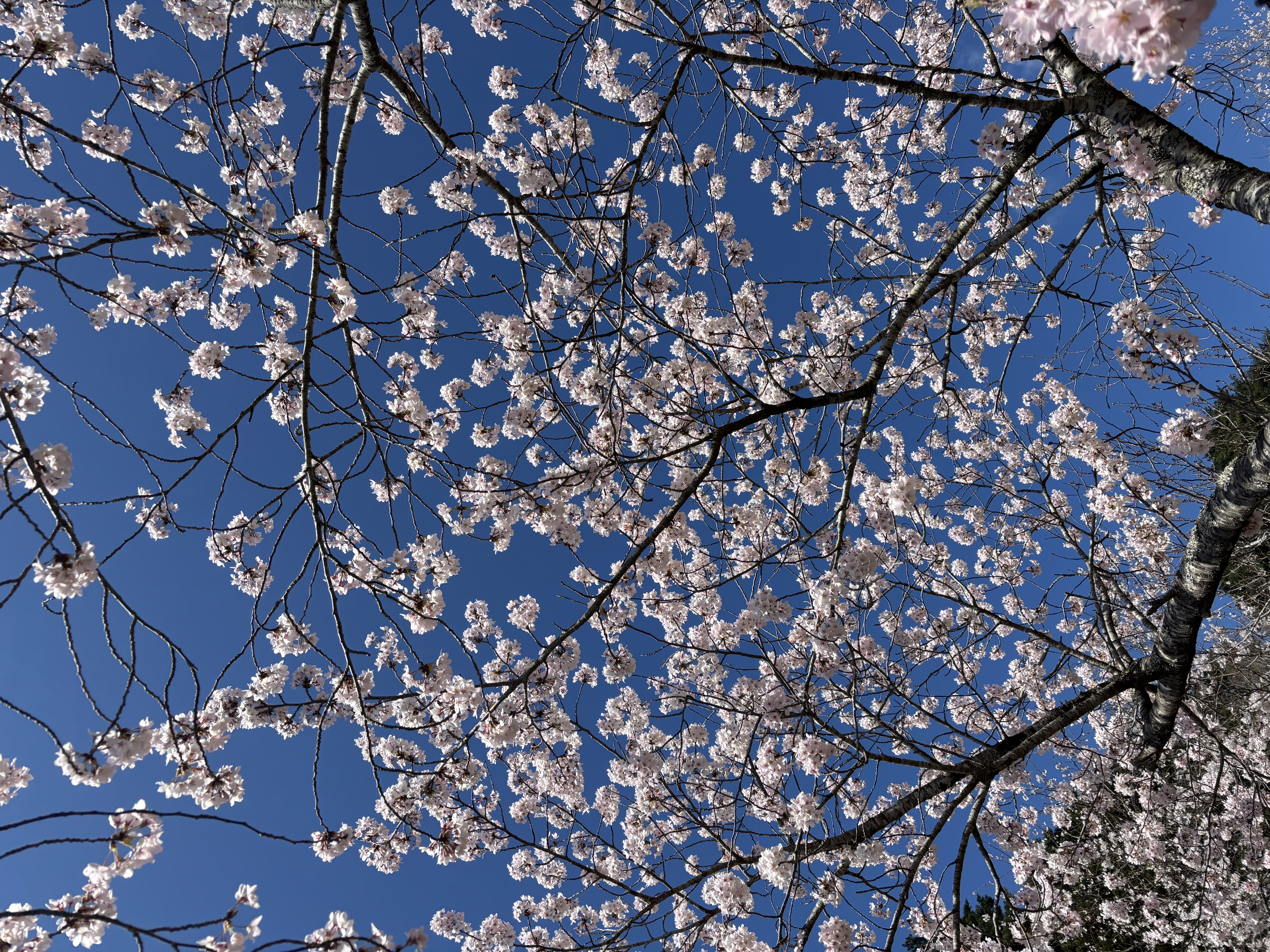 戻ってきました