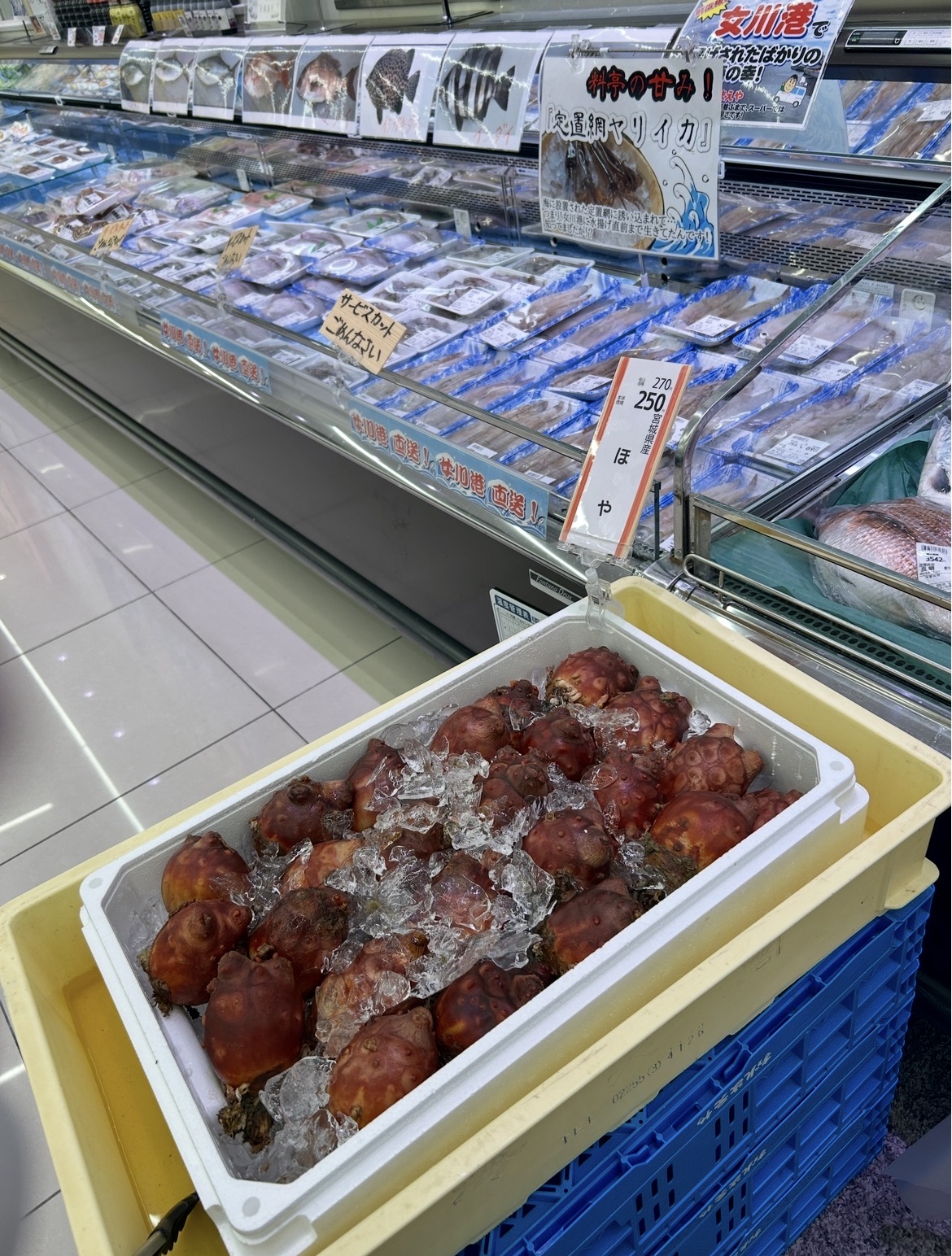 ただいま、女川！