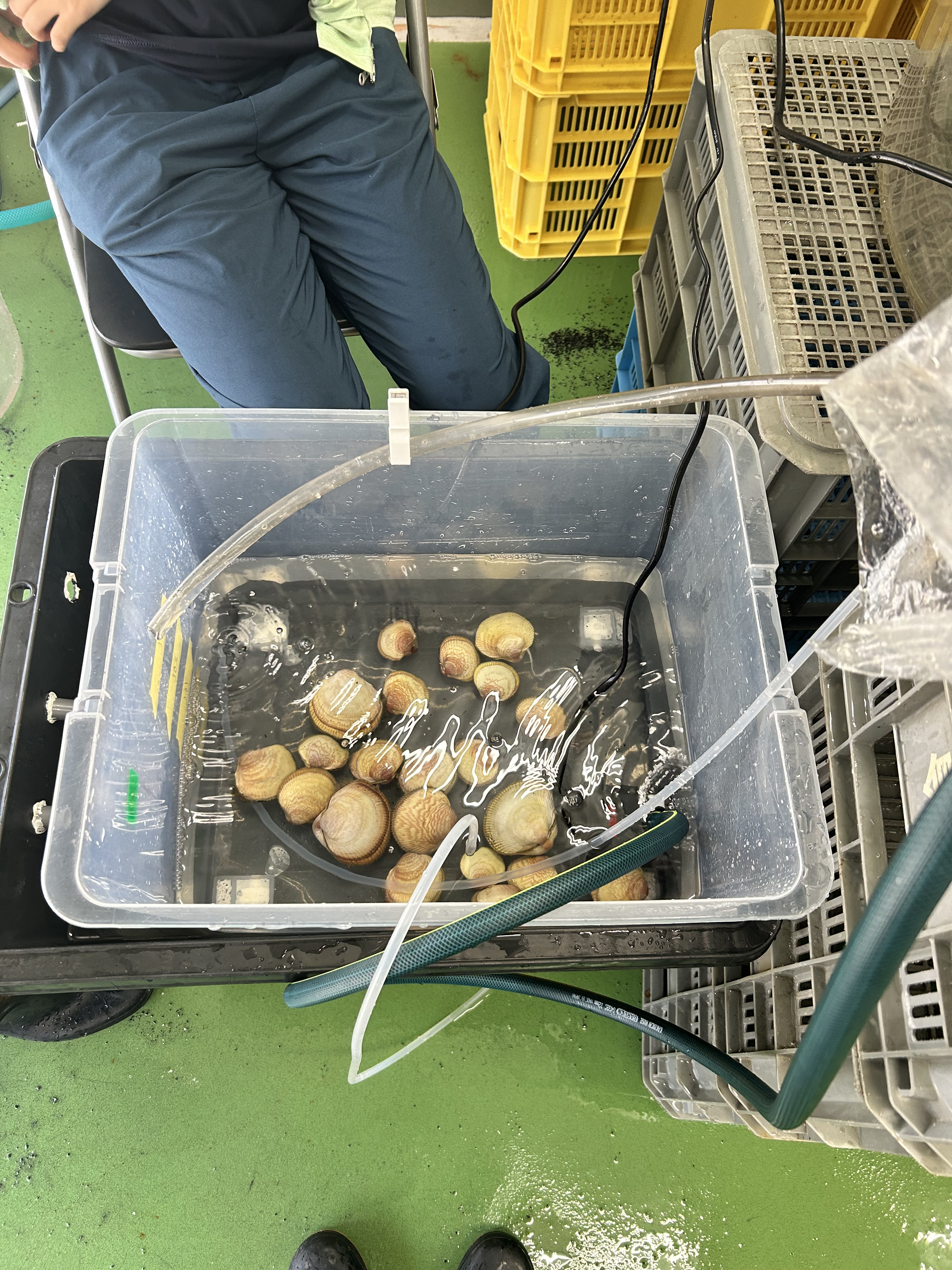 受精を観察したインターン初日