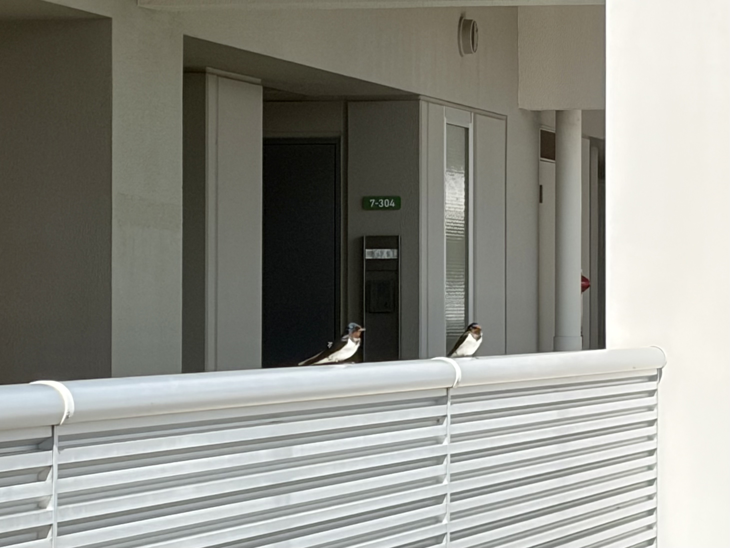 つばめがやってきた！