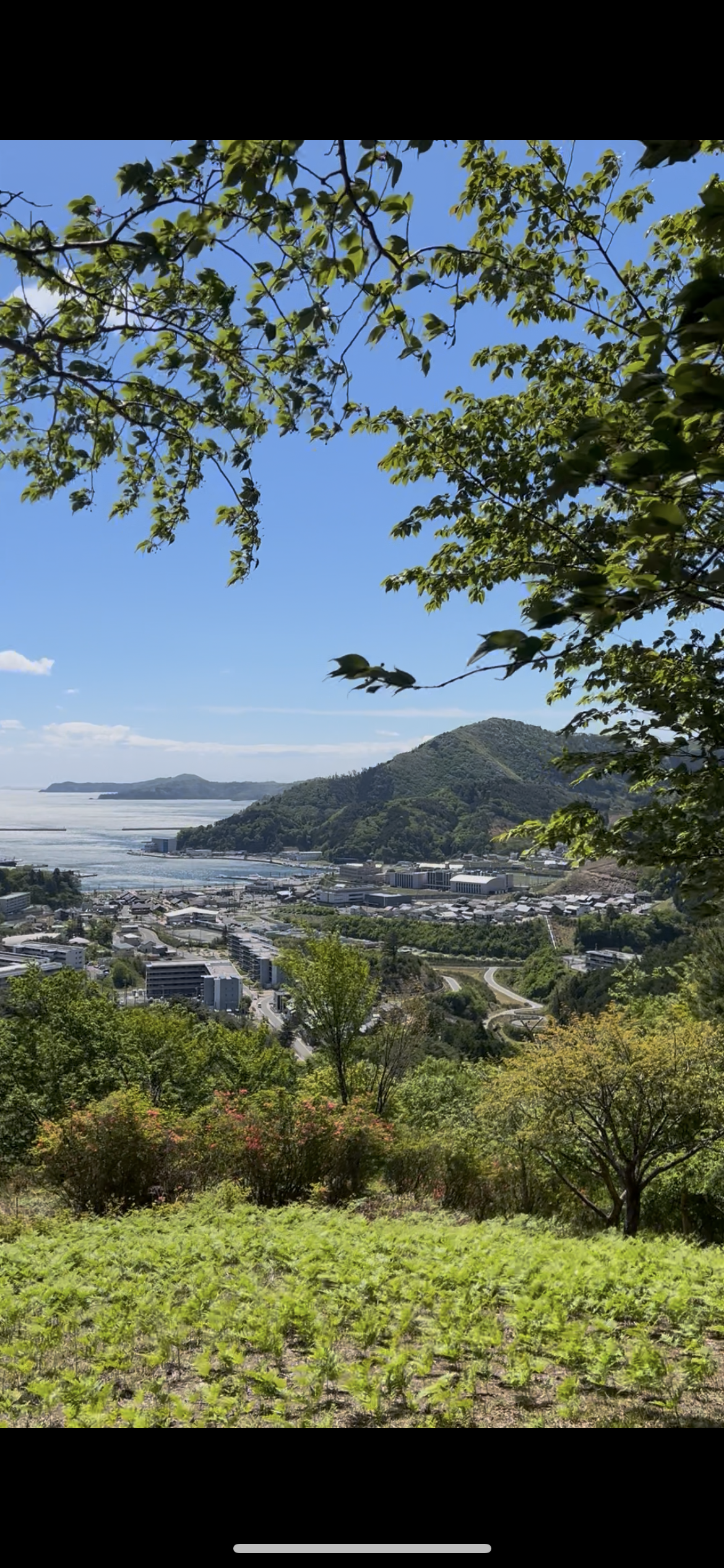 山菜を取りに行った日🗻
