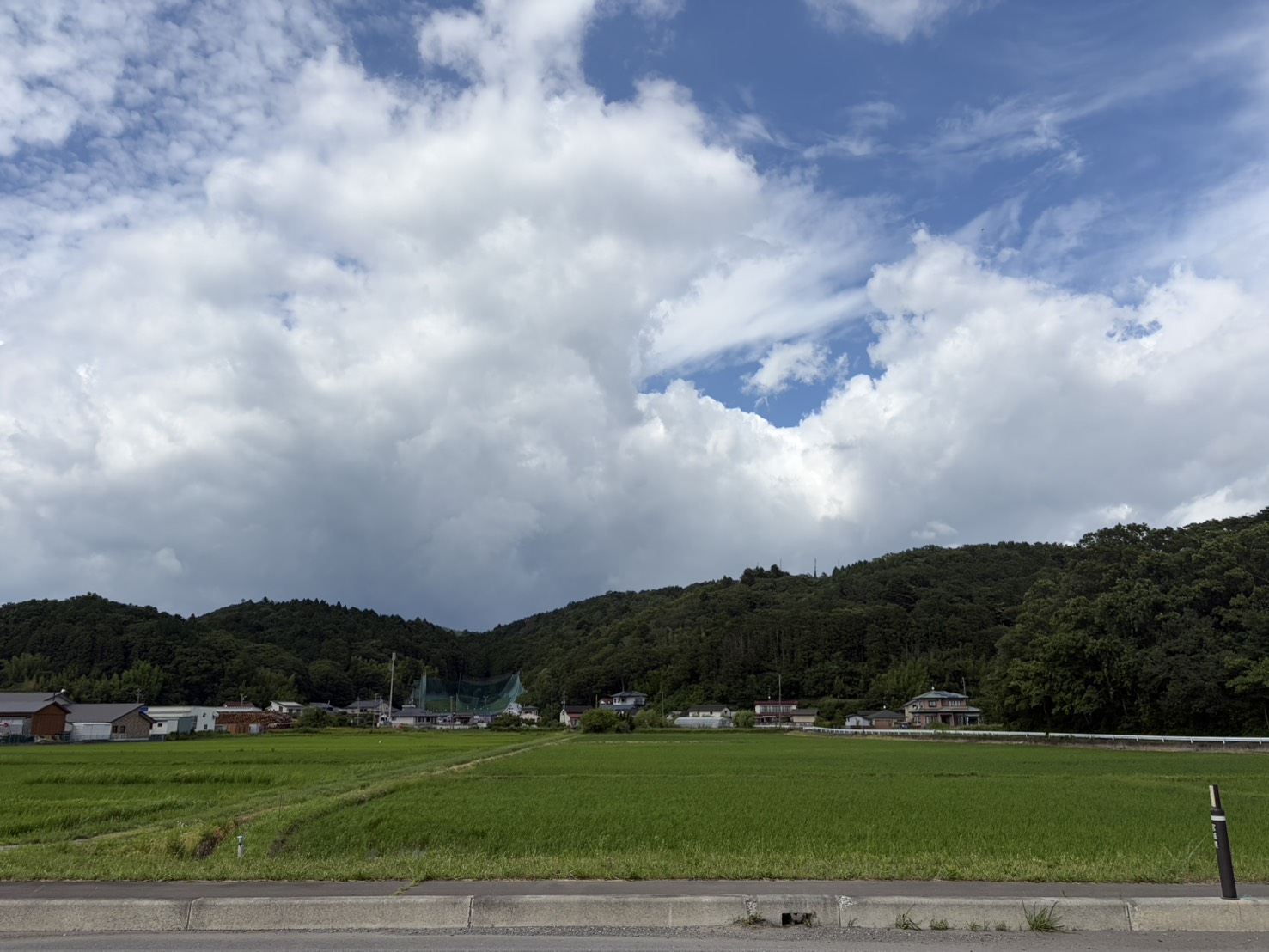 田んぼの景色で夏を感じる