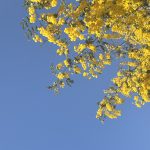 村雨日和