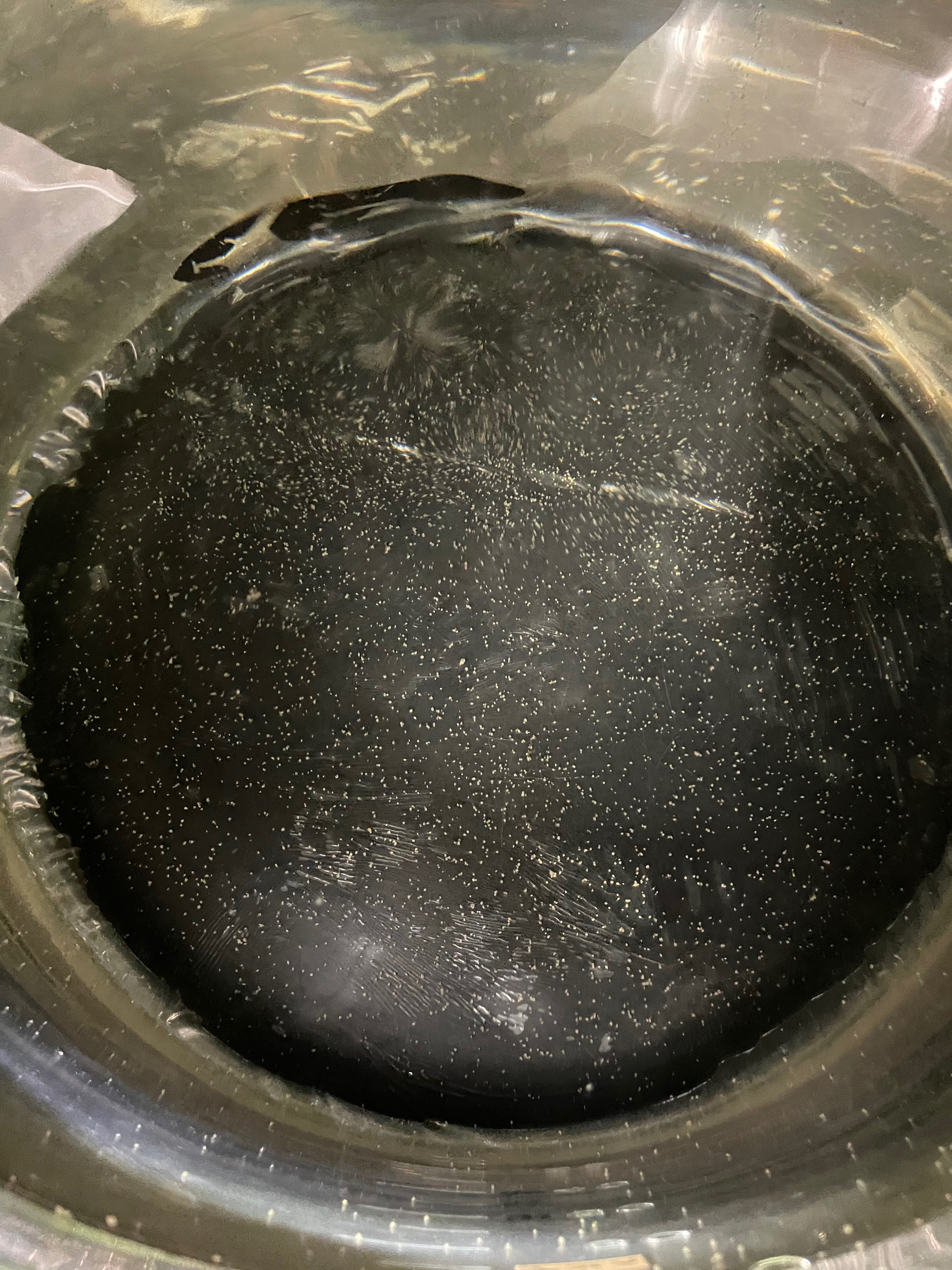 何万匹もの稚貝を数える