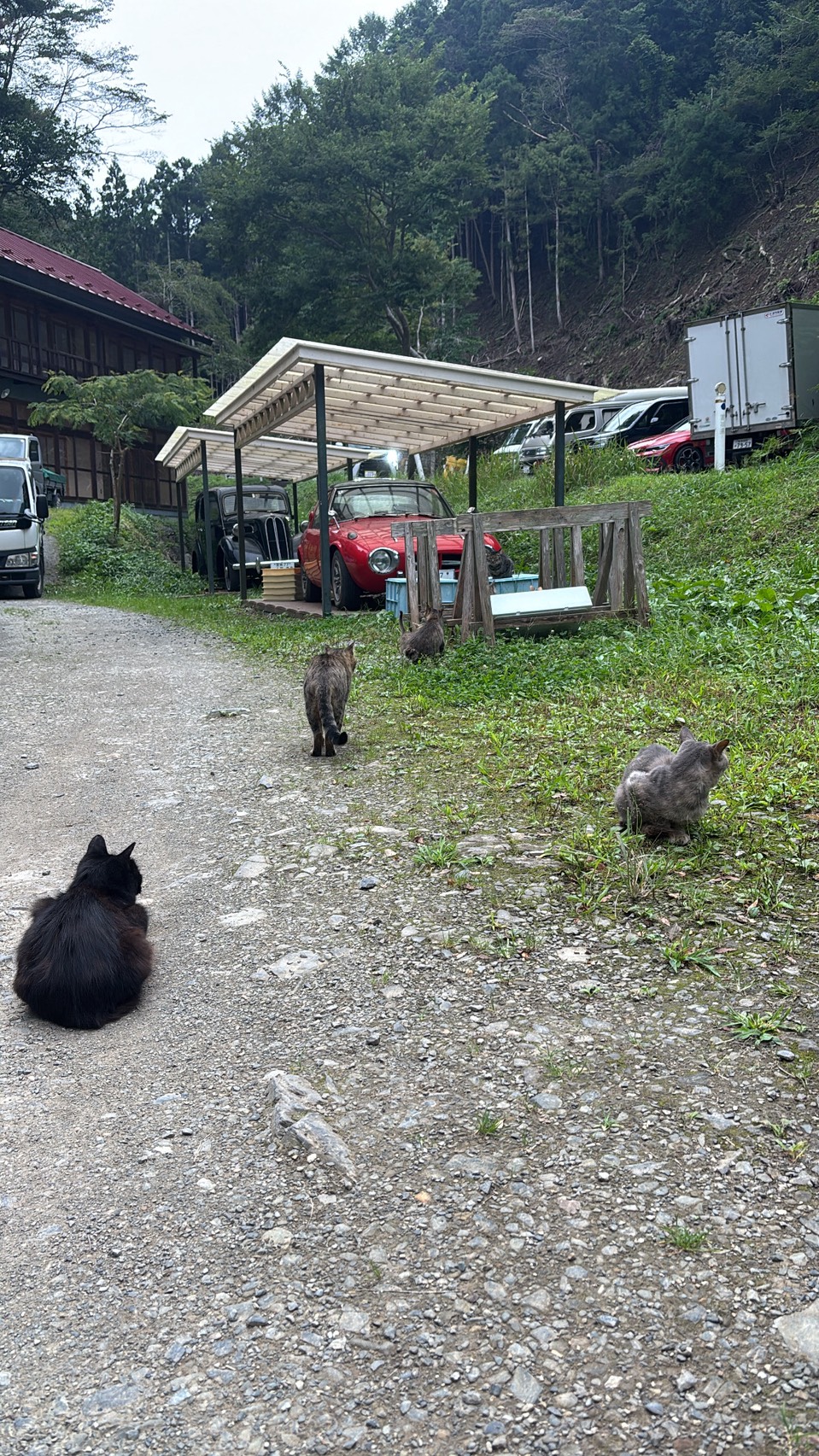 猫が集う秘湯