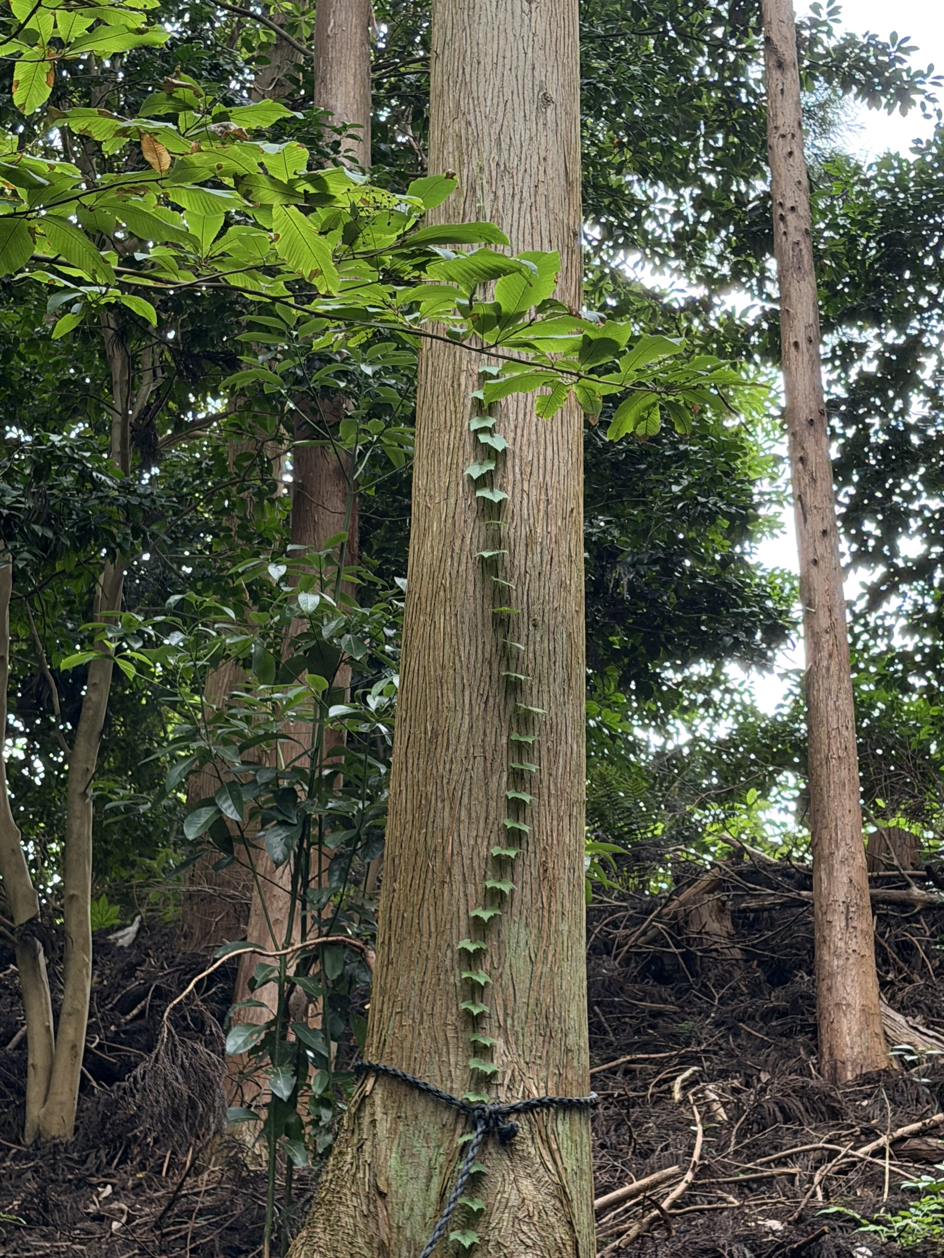 出島上陸